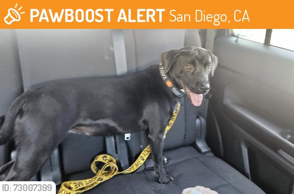 Found/Stray Female Dog last seen Near the REI on Copley , San Diego, CA 92111