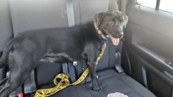 Found/Stray Female Dog last seen Near the REI on Copley , San Diego, CA 92111