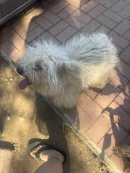Found/Stray Male Dog last seen Near Montgomery drive , Vista, CA 92084