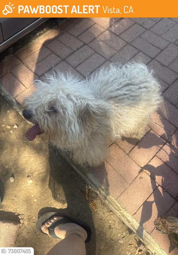 Found/Stray Male Dog last seen Near Montgomery drive , Vista, CA 92084