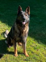 Found/Stray Male Dog last seen Hayes/Cedar Creek Rd and Happa Rd, Woodland, WA 98674