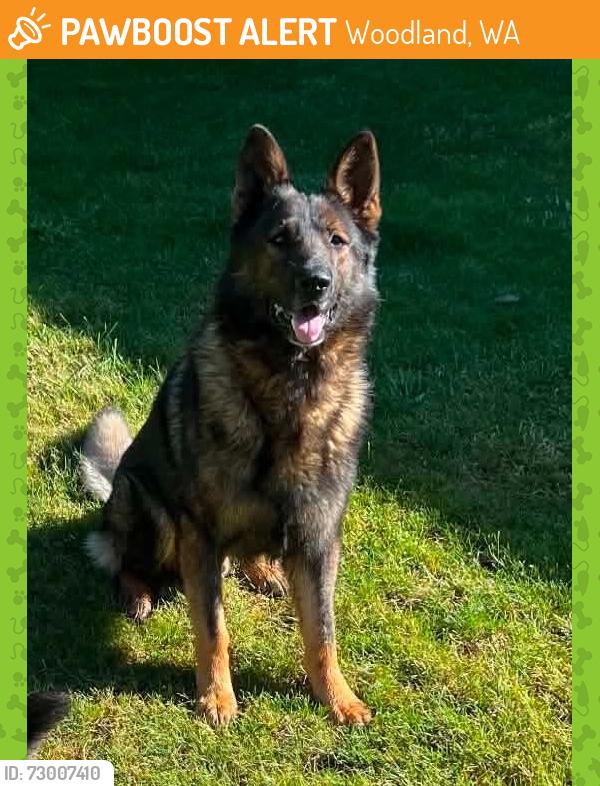 Found/Stray Male Dog last seen Hayes/Cedar Creek Rd and Happa Rd, Woodland, WA 98674