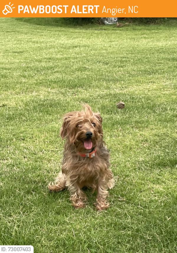 Found/Stray Unknown Dog last seen Jackson King Rd and East Weatherford Dr, Angier, NC 27501