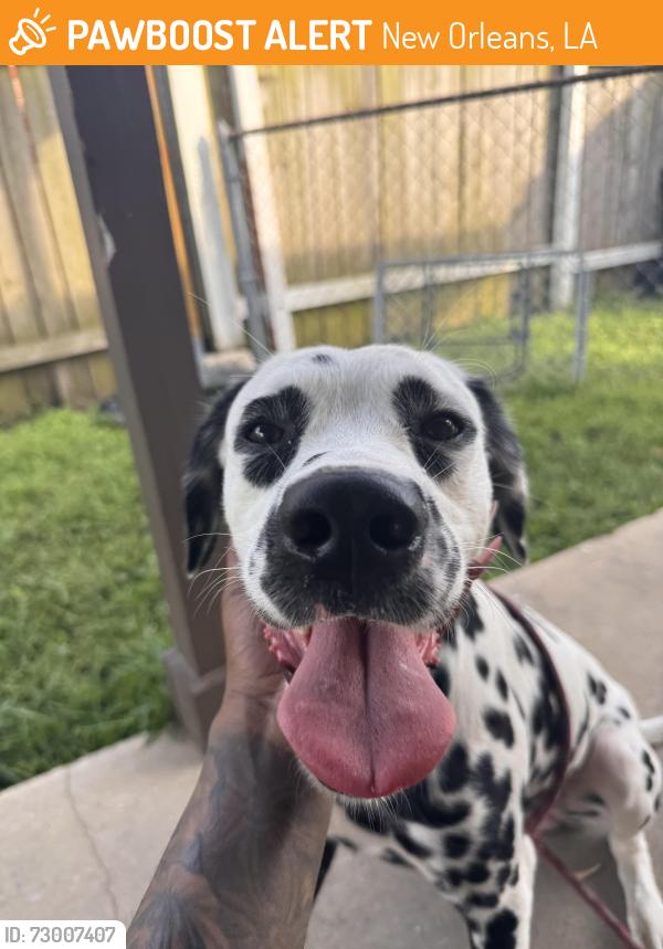 Found/Stray Male Dog last seen Read blvd, New Orleans, LA 70127