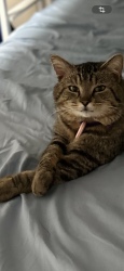 Lost Male Cat last seen 54th ave ne marysville wa, Marysville, WA 98270