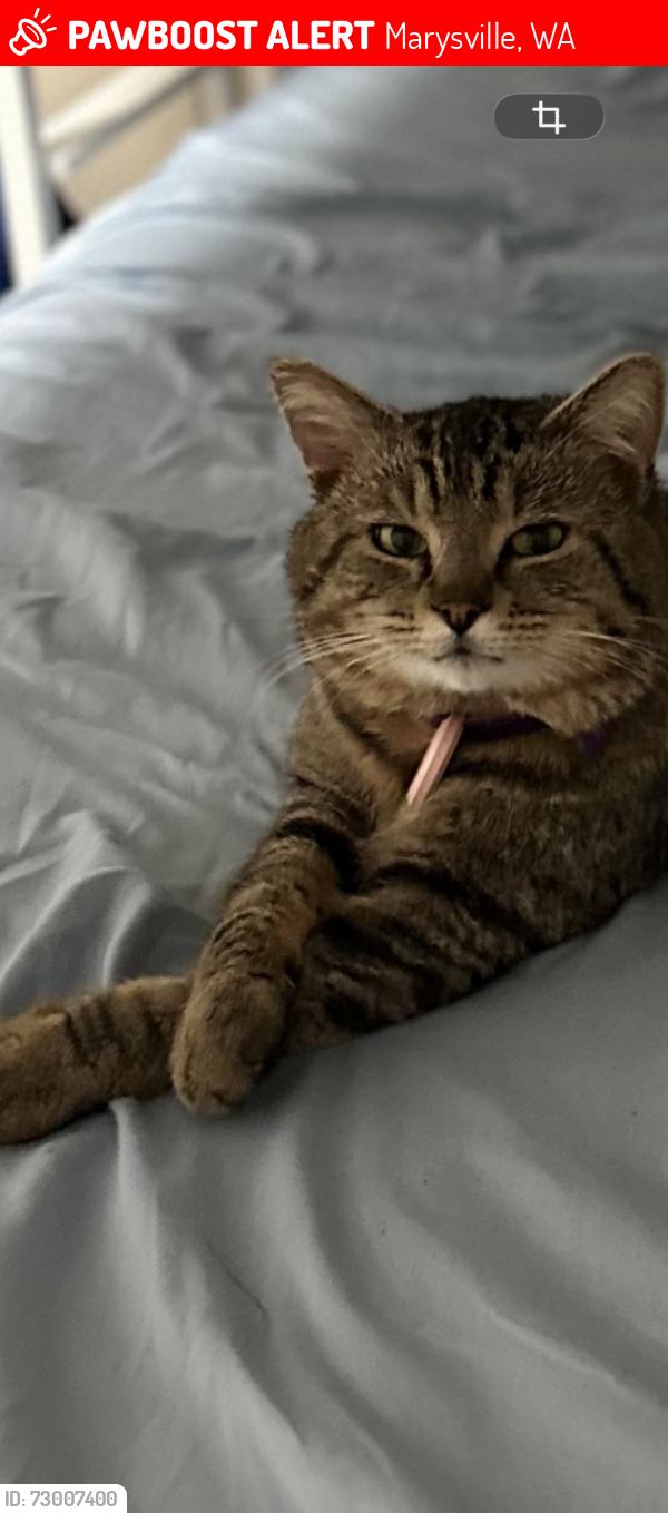 Lost Male Cat last seen 54th ave ne marysville wa, Marysville, WA 98270