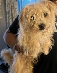 Found/Stray Male Dog last seen Kensington st and Hale Ave, Harrisburg, PA 17104