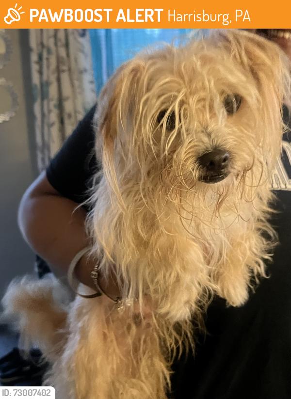 Found/Stray Male Dog last seen Kensington st and Hale Ave, Harrisburg, PA 17104