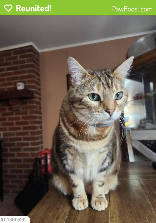 Reunited Female Cat last seen Eleys Ford Rd and Richards Ferry Rd, near the old general store, Richardsville, VA 22736
