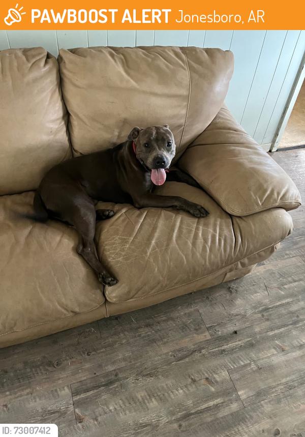 Found/Stray Unknown Dog last seen Stadium near softball complex, Jonesboro, AR 72404