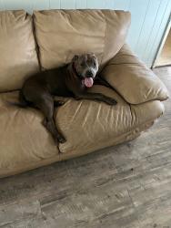 Found/Stray Unknown Dog last seen Stadium near softball complex, Jonesboro, AR 72404