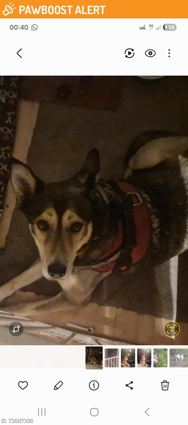 Found/Stray Female Dog last seen Baums Lane, Nottinghamshire, England NG18