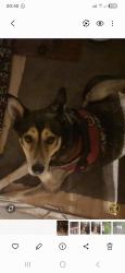 Found/Stray Female Dog last seen Baums Lane, Nottinghamshire, England NG18