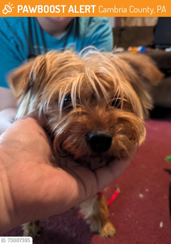 Rehomed Male Dog last seen Duman Lake, Cambria County, PA 15931