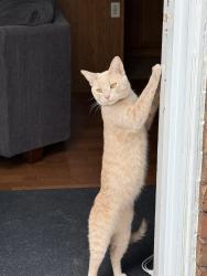 Lost Male Cat last seen Park and Glasgow , Kitchener, ON 