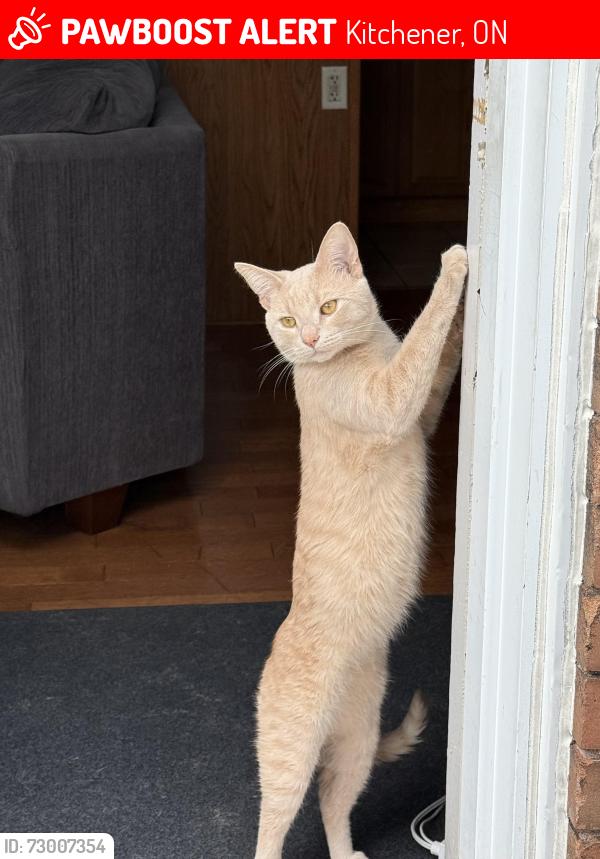 Lost Male Cat last seen Park and Glasgow , Kitchener, ON 