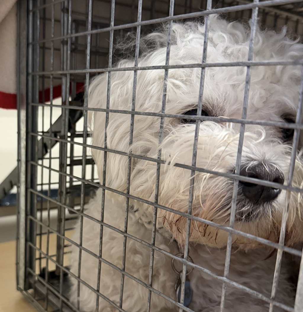 Shelter Stray Male Dog last seen Near Plaza Ridge Road, San Diego, CA, 92114, 5500 Gaines St, San Diego, CA 92110, USA