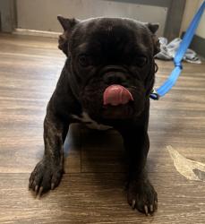 Shelter Stray Male Dog last seen street, San Diego, CA, 92115, 5500 Gaines St, San Diego, CA 92110, USA