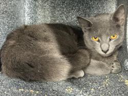 Shelter Stray Female Cat last seen Apt 5D,445 W 125th Street, NEW YORK, NY, 10027, 326 E 110th St, New York, NY 10029, USA