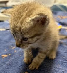 Shelter Stray Male Cat last seen Near Pasall Road, Pauma Valley, CA, 92061, Escondido, CA 92027, USA