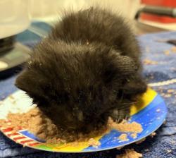 Shelter Stray Female Cat last seen Near Pasall Road, Pauma Valley, CA, 92061, Escondido, CA 92027, USA