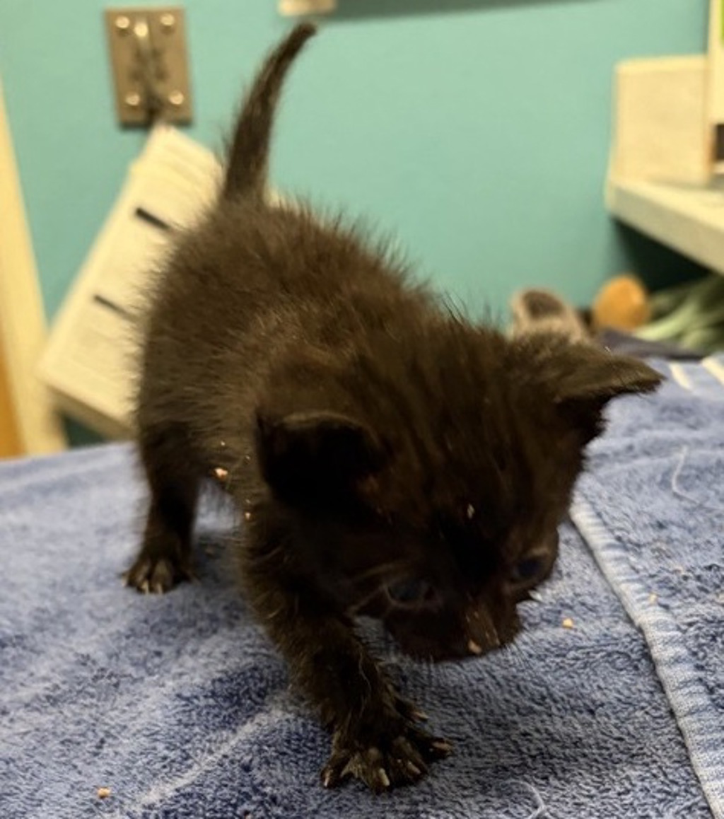Shelter Stray Male Cat last seen Near Pasall Road, Pauma Valley, CA, 92061, Escondido, CA 92027, USA