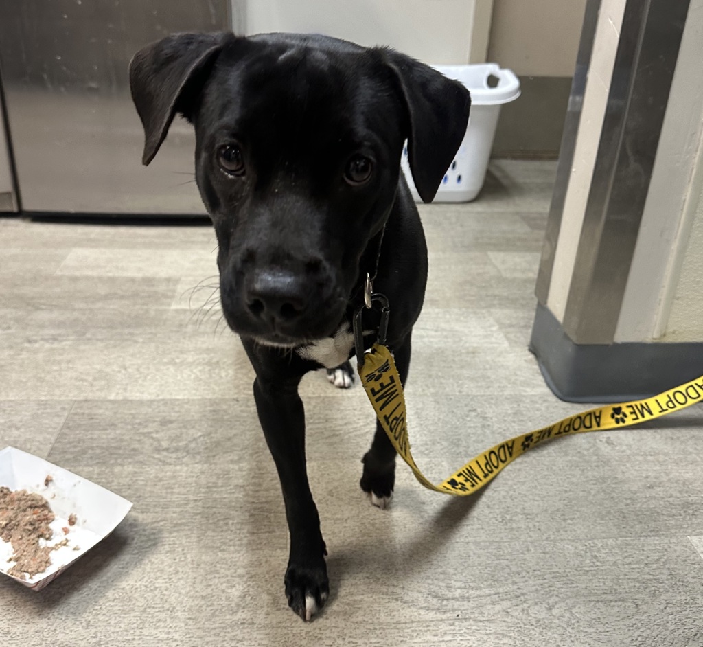 Shelter Stray Female Dog last seen Near Copley Park Place, San Diego, CA, 92111, 5500 Gaines St, San Diego, CA 92110, USA