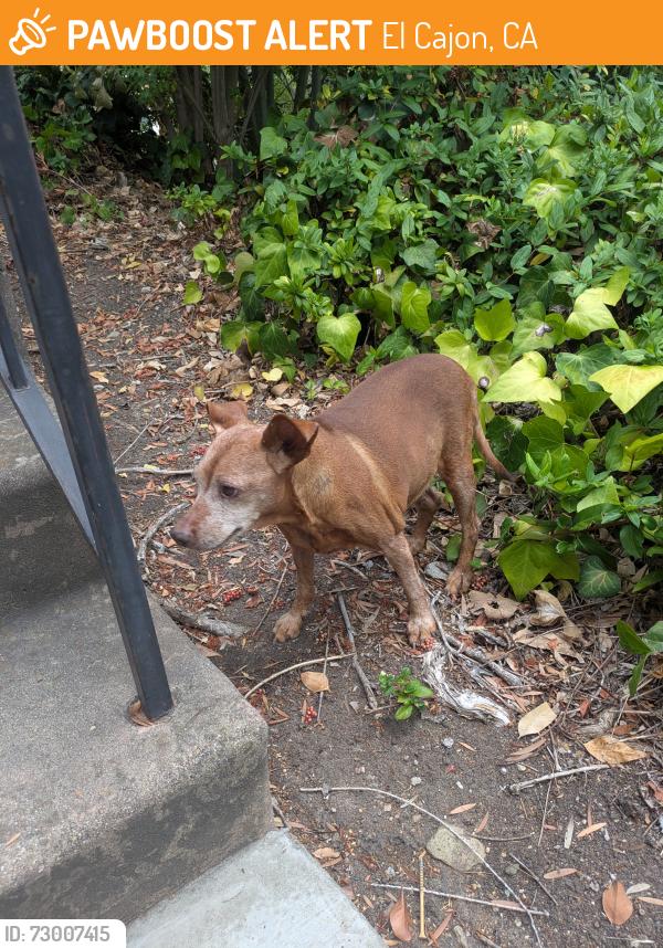 Found/Stray Female Dog last seen Fanita, Santee 92071 / currently at Humane Society , El Cajon, CA 92020