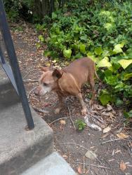 Found/Stray Female Dog last seen Fanita, Santee 92071 / currently at Humane Society , El Cajon, CA 92020