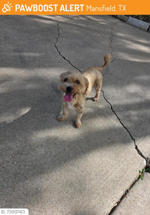 Found/Stray Female Dog last seen Debbie and Matlock , Mansfield, TX 76063