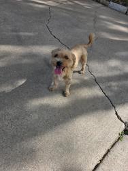 Found/Stray Female Dog last seen Debbie and Matlock , Mansfield, TX 76063