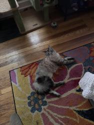 Reunited Female Cat last seen S Williams & Iliff , Denver, CO 80210