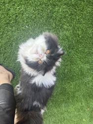 Lost Male Cat last seen Near E Santa Clara St. San Jose CA , San Jose, CA 95112