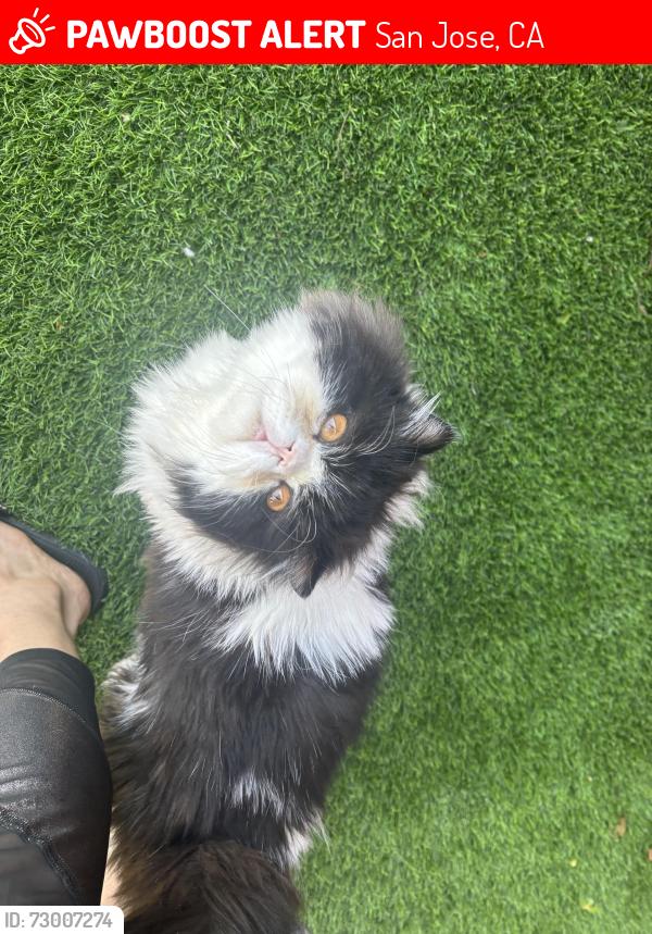 Lost Male Cat last seen Near E Santa Clara St. San Jose CA , San Jose, CA 95112