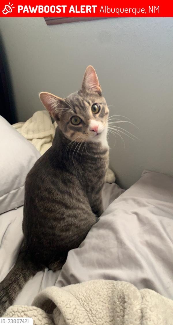 Lost Male Cat last seen Near San Clemente NW, Albuquerque, NM 87107
