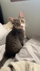 Lost Male Cat last seen Near San Clemente NW, Albuquerque, NM 87107