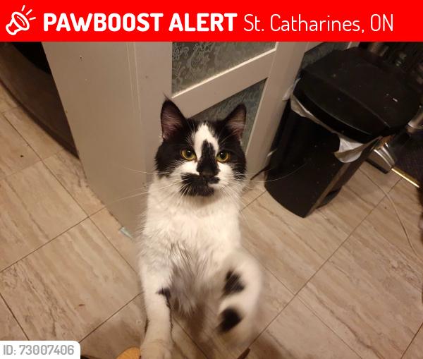 Lost Unknown Cat last seen Elizabeth  & George, St. Catharines, ON 