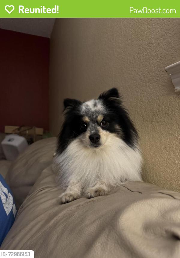 Reunited Male Dog last seen Lake Forest and Eldorado , McKinney, TX 75069