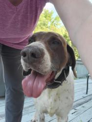 Found/Stray Male Dog last seen Claiborne Ct and Oakcrest Rd, Spartanburg, Spartanburg County, SC 29301