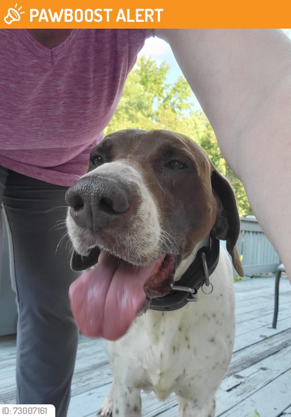 Found/Stray Male Dog last seen Claiborne Ct and Oakcrest Rd, Spartanburg, Spartanburg County, SC 29301