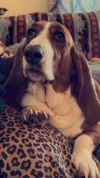 Reunited Female Dog last seen Dodge ave and east 16th street Mishawaka , Mishawaka, IN 46544