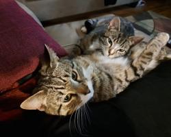 Lost Male Cat last seen Falling Spring Rd near Geisel Funeral Home, or around Willow Street, Chambersburg, PA 17202