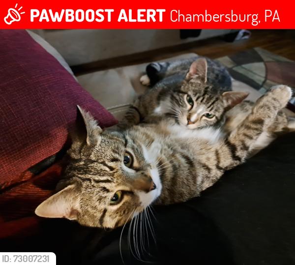 Lost Male Cat last seen Falling Spring Rd near Geisel Funeral Home, or around Willow Street, Chambersburg, PA 17202