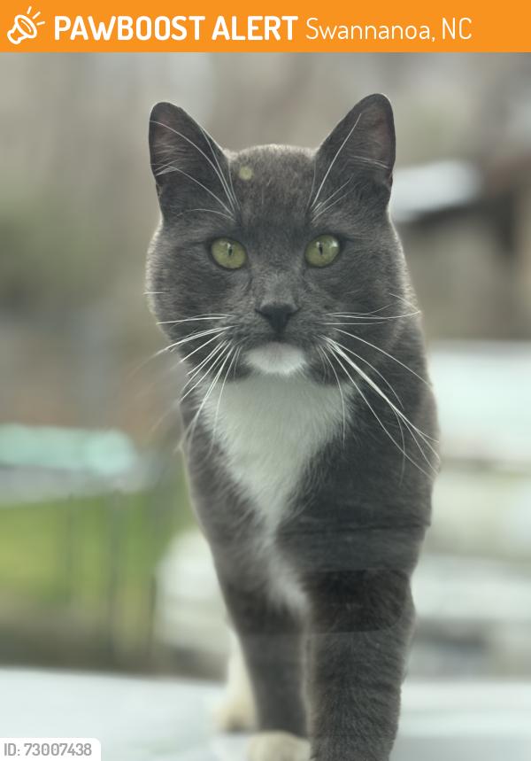 Found/Stray Unknown Cat last seen Fountain Way, Swannanoa, NC 28778