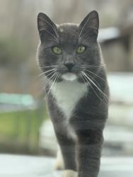 Found/Stray Unknown Cat last seen Fountain Way, Swannanoa, NC 28778