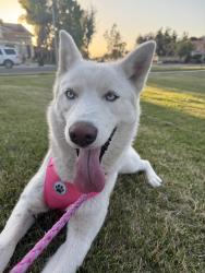 Reunited Female Dog last seen Malibu Ct. , Moreno Valley, CA 92553