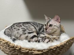 Reunited Female Cat last seen Cole and Colt Dr, Boise, ID 83709