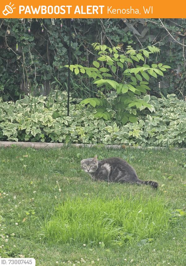 Found/Stray Unknown Cat last seen Across from Lincoln Park, Kenosha, WI 53143