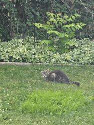 Found/Stray Unknown Cat last seen Across from Lincoln Park, Kenosha, WI 53143