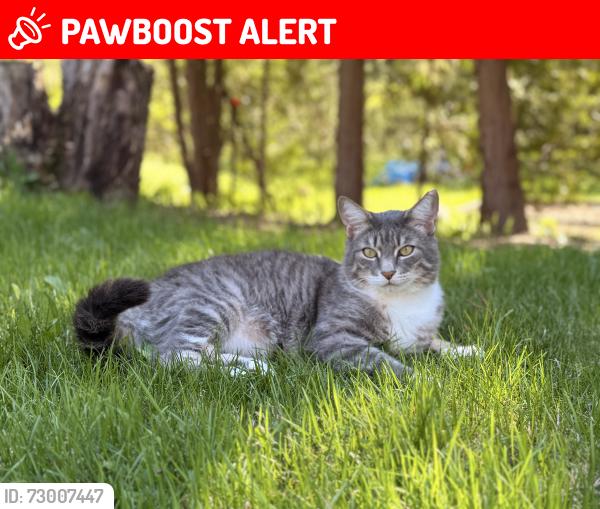 Lost Male Cat last seen Near Louisa drive, sudbury, Greater Sudbury, ON P3E 4W8